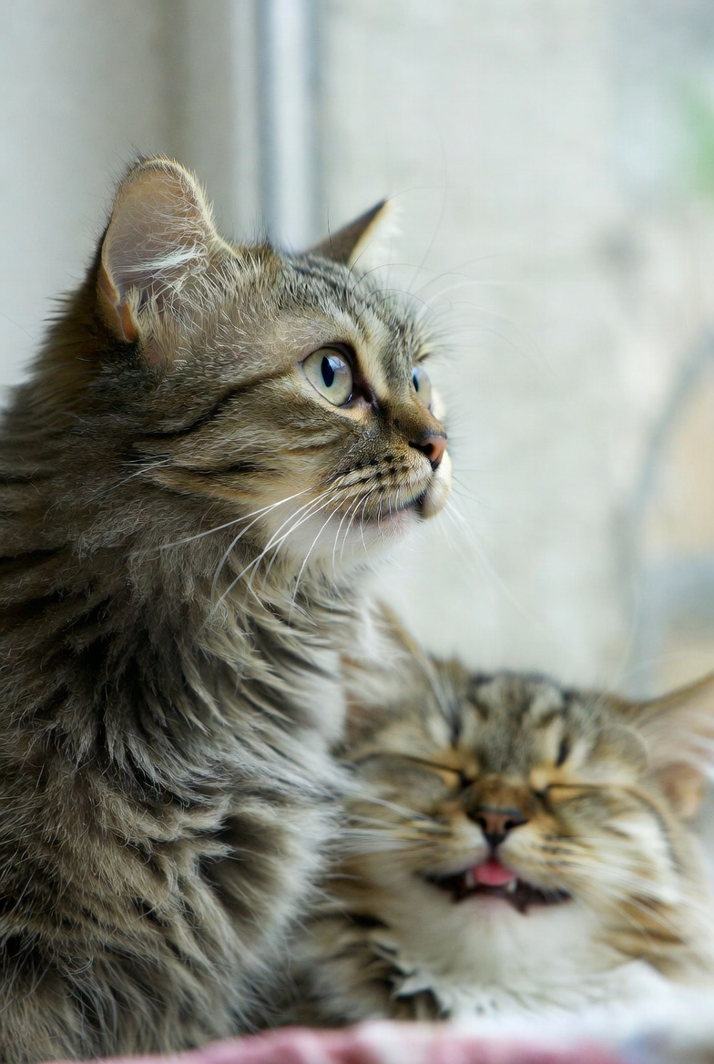 A cat watching intently as its owner pays attention to another pet, illustrating jealousy-like behaviour in cats
