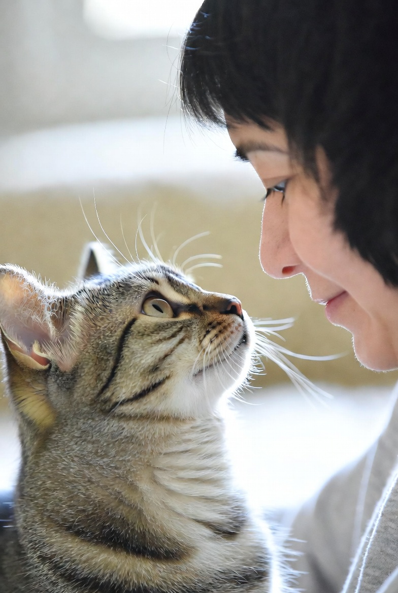 A cat gazing affectionately at its owner, illustrating the bond between cats and the people they love